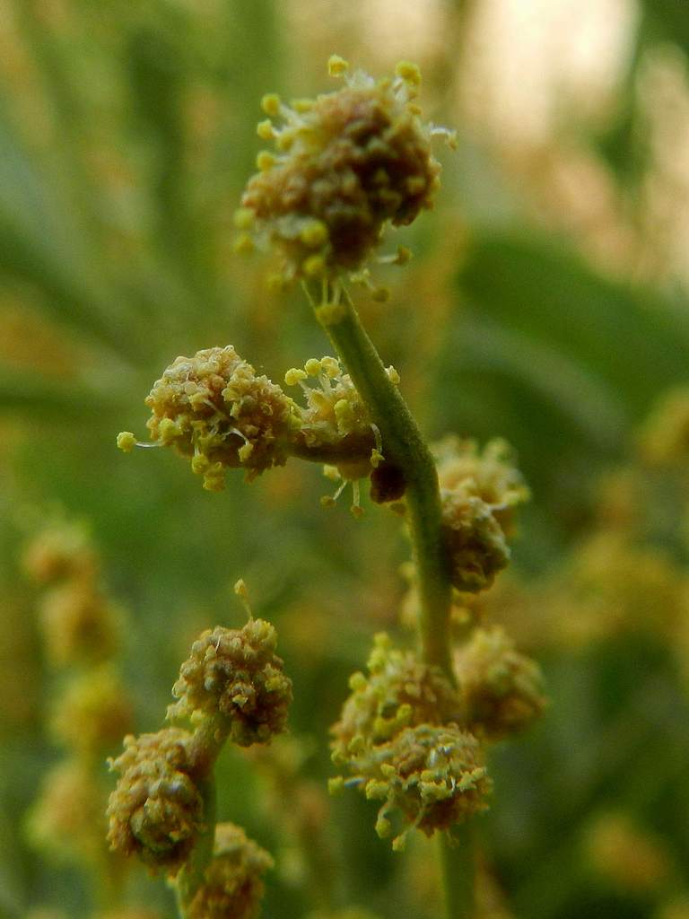 Halimione portulacoides